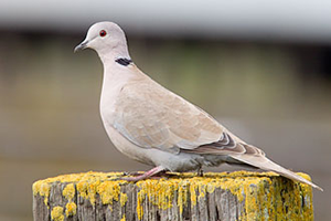 photo of Eurasian Collared Dove on railroad tie fence post